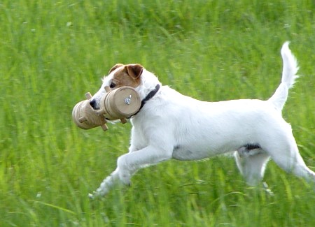 Biber - Neues Bild aus M&auml;rz 2008